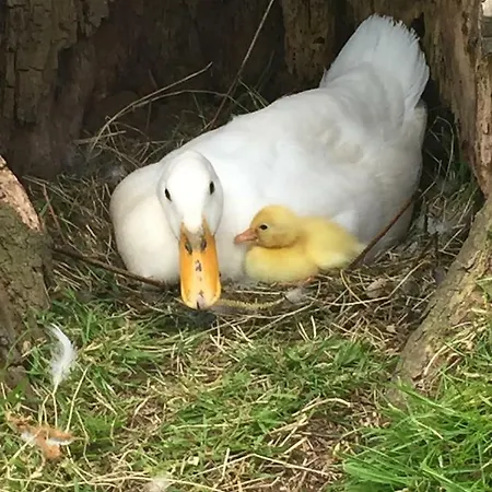 לינה וארוחת בוקר Droomgaerd