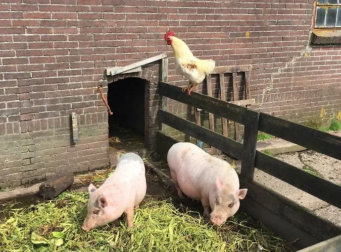 Droomgaerd Oda ve Kahvaltı 3*