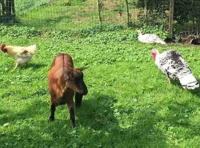 Oda ve Kahvaltı Droomgaerd 3*