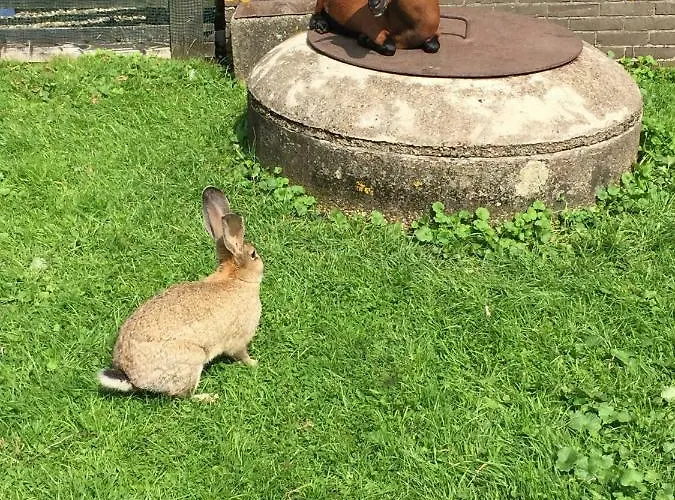 Droomgaerd לינה וארוחת בוקר