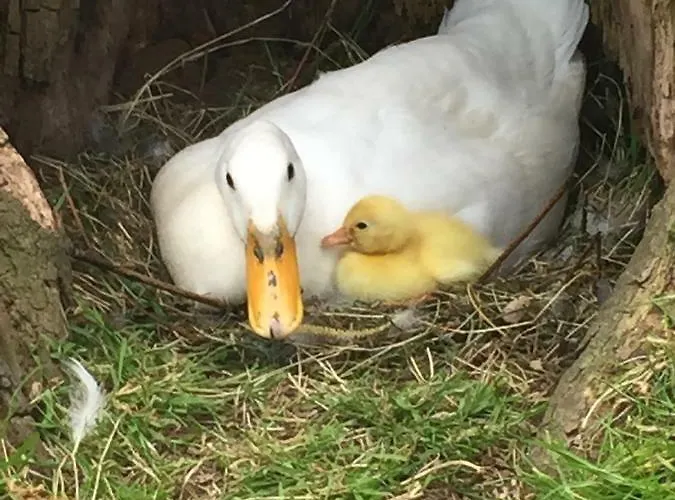 לינה וארוחת בוקר Droomgaerd